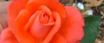 Shop for orange pekoe tea bags at walmart.com. Hybrid Tea Rose Rosa Tropicana