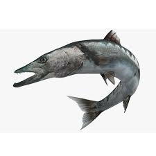 Barracuda has updated their hours, takeout & delivery options. Barracuda Yallafish Com Buy Fresh Fish Online In Abu Dhabi