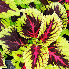Image result for Coleus guerkei