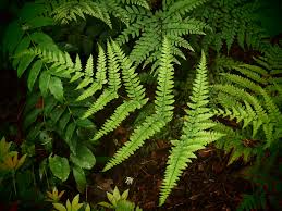 Image result for Dryopteris