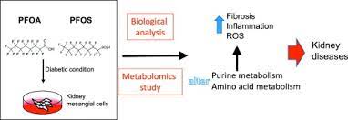 What does a microwave popcorn bag, a nonstick pan and nail polish all have in common? Pfoa And Pfos Promote Diabetic Renal Injury In Vitro By Impairing The Metabolisms Of Amino Acids And Purines Sciencedirect