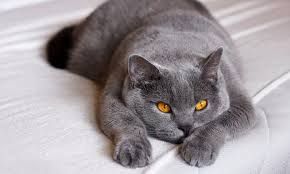 British Shorthair Irk Ozellikleri Ve Bakimi Vetart