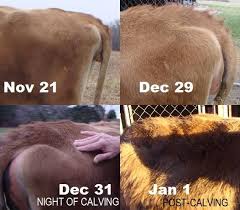 How Close To Calving Photos Cattle Ranching Cattle Jersey Cattle