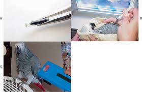 Well good luck and happy hunting with your wood choices. Birds Sciencedirect