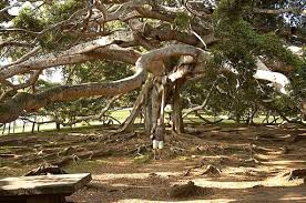 Image result for Ficus conraui