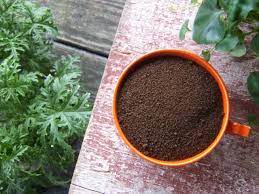 Benefits of using coffee ground for fertilizer using coffee grounds in your garden. Using Coffee Grounds In The Garden Hgtv