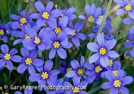 Texas superstar plants identifies superior landscape plants for texas. Blue Eyed Grass Wildflower Photo Purple Wildflowers Wild Flowers