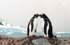 Hayvanlikta Sinir Tanimayanlar Hayvanlar Hayvan Penguen
