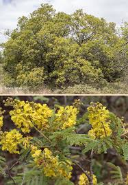 Image result for Peltophorum africanum