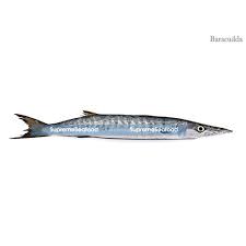See more ideas about barracuda, sea creatures, fish. Barracuda Fish Packaging Type Thermocol Box Rs 350 Kilogram Supreme Seafood Id 17905924130
