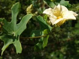 Image result for Coccinia sessilifolia