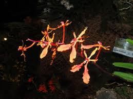 Image result for Haumaniastrum coriaceum