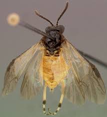 Image result for Selago dinteri