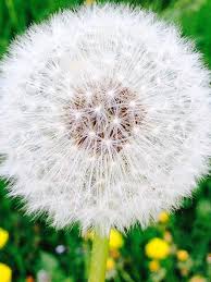 Pusteblume Englischer Garten Flowers