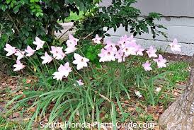 Maybe you would like to learn more about one of these? Rain Lily