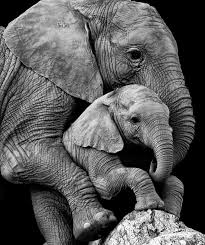 mae e filha por steve mcmorran photocrowd photo competition photo photo wildlife competition fi afrika fil cok sirin hayvanlar hayvan bebekler