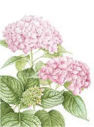 Nella foto in alto, l'ortensia bianca hydrangea macrophylla varietà 'noblesse'. Best Botanicals Disegno Fiori Ortensia Rosa Ortensie