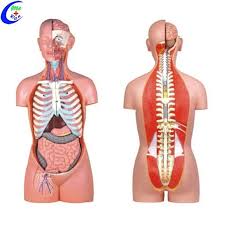 Flickr is almost certainly the best online photo management and sharing. China Human Anatomical Dual Sex Torso Model Model Sex China Human Body Model