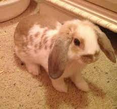 Holland Lop Bunny Tawas City Michigan Holland Lop Bunnies Rabbits For Sale Tawas City