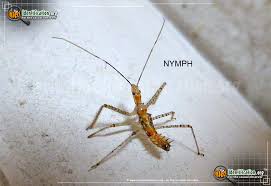 Importantly, these bugs not only bite, but their bites spread the parasite that causes chagas disease, a disorder that does damage to major organs and can be fatal. Leafhopper Assassin Bug Zelus Renardii