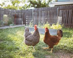 Check spelling or type a new query. Backyard Poultry Healthy Pets Healthy People Cdc