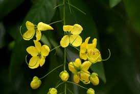 Image result for Cassia sieberiana