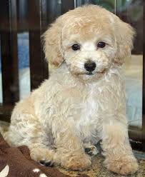 Poodle crossbreeds are meant to produce a dog with mixed traits and the poodle's signature nonshedding coat. Bichon Poo Bichon Poodle Mix Info Puppies Pictures Temperament