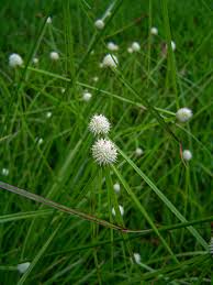 Image result for Kyllinga alba