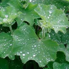 Image result for Alchemilla mollis