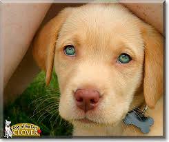 Check spelling or type a new query. Clover Labrador Retriever October 14 2011 Labrador Retriever Kittens And Puppies Labrador Retriever Puppies