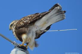 Hawks New York Birds Of Prey Pictures Close Up Pooping Light Colored Rough Legged Hawk Taken 2 10 2014 In Lafargville Upstate New York Bald Eagle Animals Upstate New York