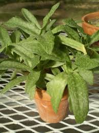 Image result for Ledebouria Unidentified sp. no5.