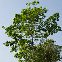 Image result for Intsia