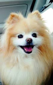 60 Cute Animals Iphone Wallpapers You Would Love To Download In 2020 Dog Wallpaper Iphone Dog Wallpaper Pomeranian Dog