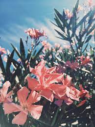 Want to discover art related to flowerpicture? Flowers Flower Aesthetic Aesthetic Backgrounds Nature