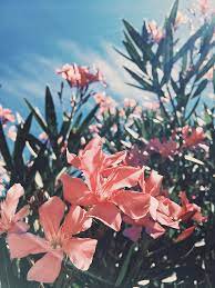 Pink aesthetic flowers png, transparent png is a hd free transparent png image, which is classified into hawaiian flowers png,spring flowers png,purple flowers png. Flowers Flower Aesthetic Flower Backgrounds Aesthetic Backgrounds