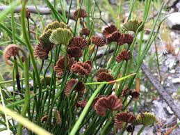 Image result for Schizaea pectinata