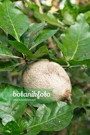 Image result for Gardenia ternifolia