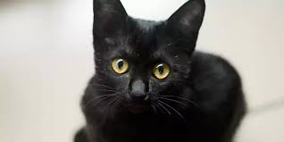 Maybe you would like to learn more about one of these? 20 Rekomendasi Nama Kucing Hitam Terbaik 2021 Goldenmaze