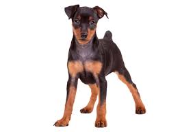 Cutest pictures, dobermans dogs, puppies, itti. Min Pin Puppies For Sale Near Me Pasteurinstituteindia Com