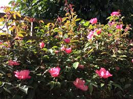 Maybe you would like to learn more about one of these? Rosa Chinensis Trees And Shrubs Online