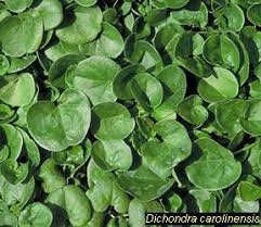 Image result for Dichondra