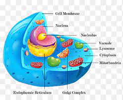 In contrast, few other eukaryotes or multicellular animals have cell walls. Cel Lula Animal Plant Cell Cell Wall Organelle Cell Membrane Text Cell Png Pngegg