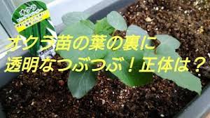 ベランダ菜園 オクラ苗の葉の裏の透明なつぶつぶの正体は何 Youtube