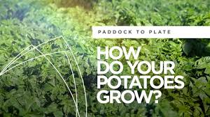 Paddock To Plate How Do Your Potatoes Grow