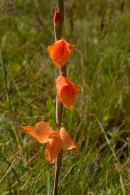 Image result for Gladiolus dalenii