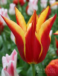 Aladdin Lily Flowering Tulip Has Elegantly Shaped Narrow Pointed Petals Which Are Brilliantly Colored Red Planting Tulips Bulb Flowers Spring Flowering Bulbs