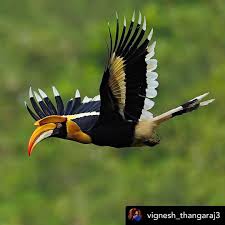 Pin On Bird Art