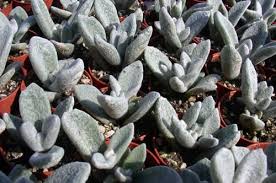 Kalanchoe Villosa Plants