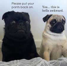 A selection of hilarious, weird, silly and witty animals related memes. 2021 Funny Meme